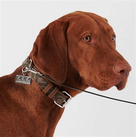 fendi pet collar|luxury pet dog collar leather.